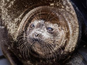 В воды Ладожского озера выпущены четыре спасенные кольчатые нерпы
