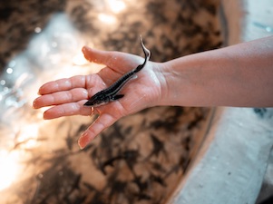 Невинномысская ГРЭС выпустила в реку Кубань 84 тысячи молодых осетров