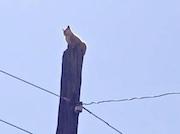 Просидевшею на опоре несколько суток кошку спасли сотрудники «Читаэнерго»