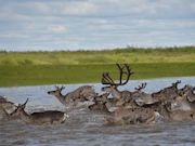 Экспедиция «Роснефти» изучит популяцию северных оленей на Таймыре