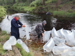 «Колмар» проводит мероприятия по восстановлению водных биоресурсов