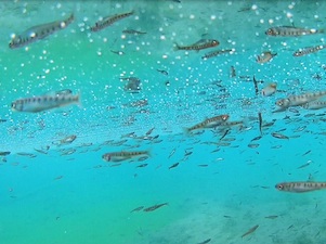 РусГидро выпустило в реки Кабардино-Балкарии более 800 тысяч мальков каспийского лосося