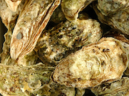 «Черномортранснефть» провела биомониторинг акватории Черного моря