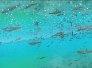 РусГидро выпустило в реки Кабардино-Балкарии мальков каспийского лосося