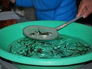Камчатскэнерго выпустило в реки полуострова 2700 мальков кеты