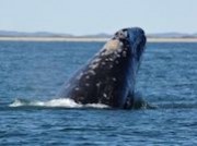 «Роснефть» разработала новую программу исследований китов