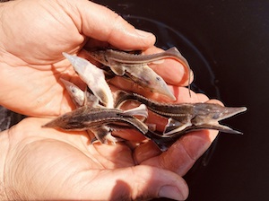 «Транснефть-Верхняя Волга» выпустило 35 тысяч мальков стерляди в р. Оку в Московской области