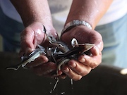 Краснодарские газовики организовали выпуск рыбы ценных пород в реку Кубань