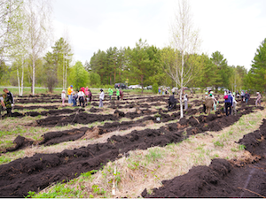 План по лесовосстановлению в Кузбассе выполнен на 100%