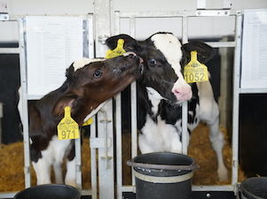 «Кузбассэнерго – РЭС» выдал 1,2 мегаватта мощности новому животноводческому комплексу в Чебулинском районе