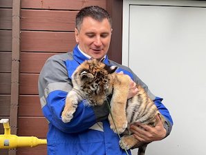 В Ленинградской области газифицирован единственный в России приют для тигров