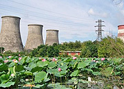 Приморские энергетики увеличили ареал лотосов