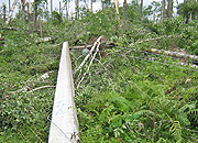 Специалисты «Псковэнерго» помогают восстанавливать электроснабжение в Новгородской области