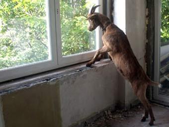 Козел выгнал немецких строителей из ремонтируемой квартиры