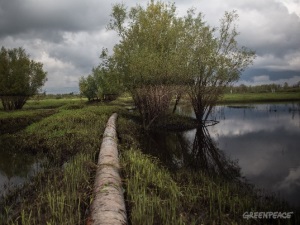 Гринпис обнаружил нефтяное загрязнение в районе Нефтеюганска площадью 150 гектаров