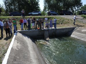 Из-за обмеления Цимлянского водохранилища и реки Дон значительно сократились нерестилища