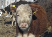 «Пермэнерго» способствует развитию перспективного аграрного проекта в Кунгурском районе