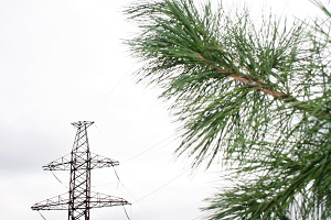 ФСК ЕЭС расширит просеки ЛЭП на северо-западе России на площади 1447 га