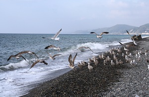 «Роснефть» начала фоновый экологический мониторинг в акватории Охотского моря