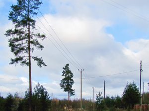 «Прионежская сетевая компания» заменит 305 опор ЛЭП в Кемском районе