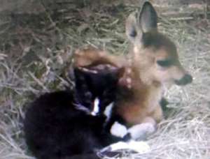 Энергетики Саратовской ГЭС помогли спасти десятки редких животных