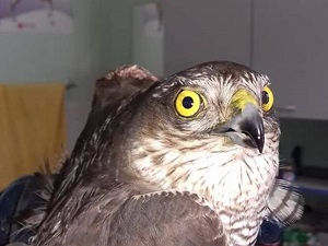 Энергетики спасли ястреба после охоты за ласточками