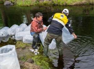 «Таас-Юрях Нефтегазодобыча» зарыбляет водоемы Якутии