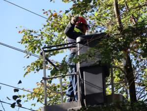 За три года компания «Россети Янтарь» расширит более 222 гектаров просек воздушных ЛЭП