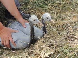 При поддержке РусГидро в Хакасии стартовал проект по изучению журавля-красавки