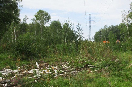 Дров на зиму нарубил - свет в 16 поселках отрубил