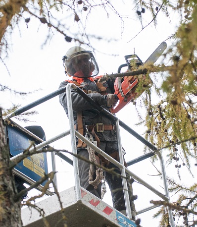 350 гектаров кустарников расчистили орловские энергетики «Россети Центр» за полгода