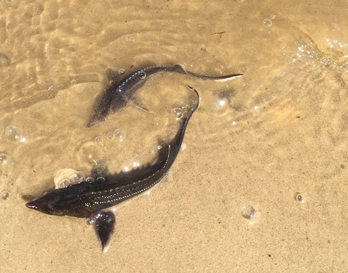 Рыбоводы и «Транснефть-Верхняя Волга» доставили молодых стерлядок спецтранспортом прямо к Волге