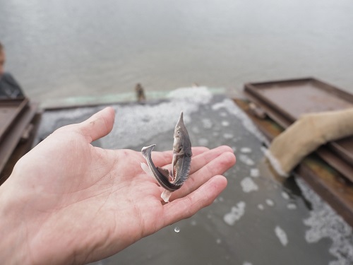 «Транснефть – Урал» пополнила водоемы и реки Башкортостана стерлядью