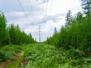 В центральных районах Краснодарского края расчищено 80 га просек ЛЭП