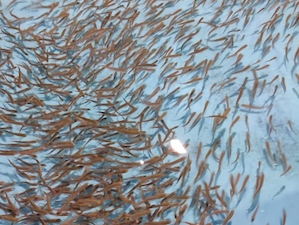 Компания «Газпром недра» выпустила мальков хариуса в реку Енисей