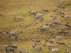 Учёные при поддержке «Роснефти» изучают популяцию оленей на Таймыре