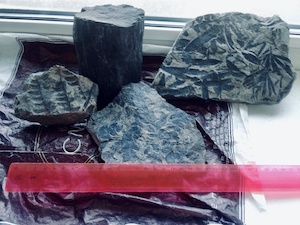 «Ургалуголь» передает в музей уникальные палеонтологические находки