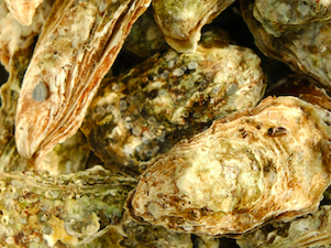 «Черномортранснефть» использует гидробионтов для мониторинга качества воды в акватории Черного моря