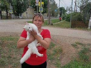 Энергетики «Пермэнерго» спасли кота, забравшегося на опору ЛЭП