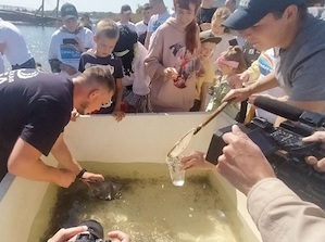 При поддержке Топливного дивизиона Росатома в Ангару выпущено 20 тысяч мальков сазана