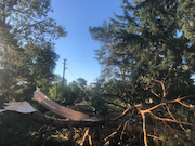 Амурские электрические сети устранили последствия ураганного ветра