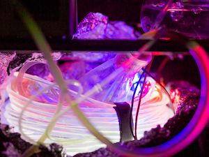 В Курчатовском институте разработали фотобиореактор для космических экспедиций