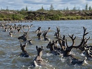 Сибирские ученые выявили приспосабливаемость популяций диких северных оленей к изменениям климата