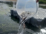 Нижегородские газовики выпустили в Волгу молодь стерляди