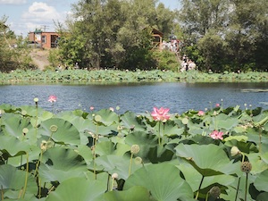 Волжская ГЭС обновила экологическую тропу «Лотос орехоносный» в Волго-Ахтубинской пойме