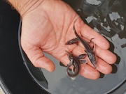 «Газпром инвест» пополняет водоемы страны мальками ценных промысловых рыб