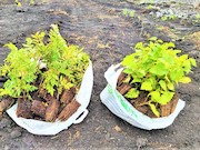 То березка, то рябина...