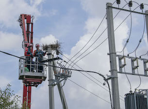 «Россети Московский регион» спасли гнездо краснокнижных аистов