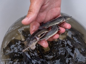 В Зее станет еще больше амурского осетра