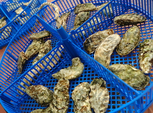 «Черномортранснефть» исследовала акваторию Цемесской бухты с помощью гидробионтов